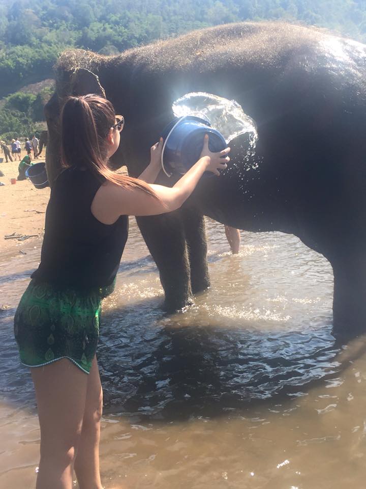 Bathing Elephants at Elephant Nature Park Chiang Mai