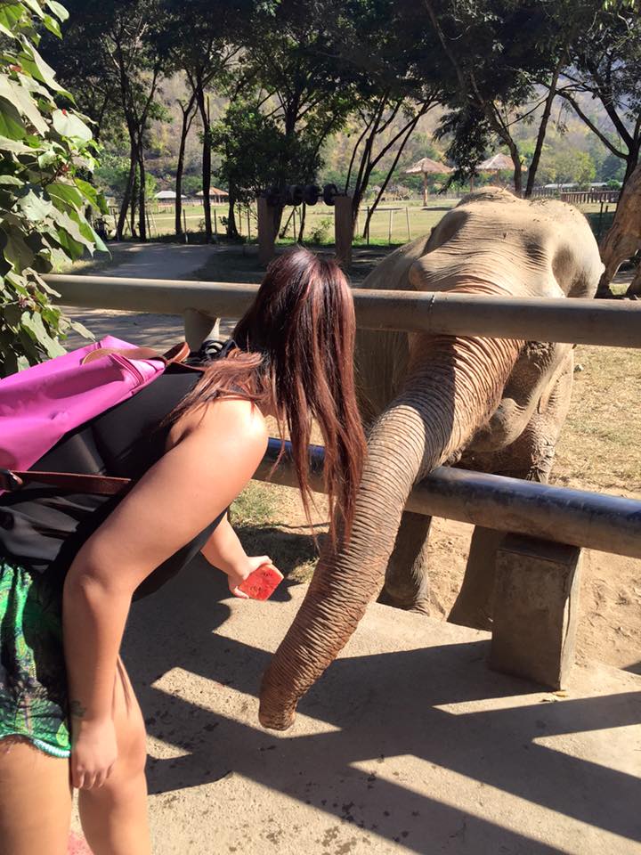 Feeding Elephants at Elephant Nature Park Chiang Mai