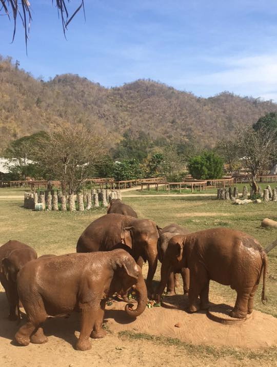 Elephant Nature Park